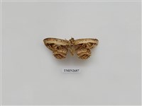 藏品(尺蛾232)的圖片